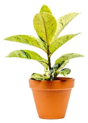 Obrázek produktu pro Gardners Ficus elastica Shivereana, průměr 9 cm