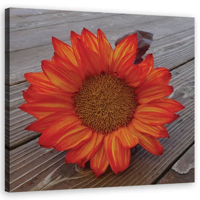 Produktbild von Leinwandbild Orange Sonnenblume 50x50 Feeby Orange bild für die wand bereit zum aufhängen