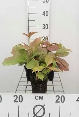 Zdjęcie produktu dla 6 x Rodgersia pod. 'Brownleaf' - Showleaf - doniczka 9 x 9 cm