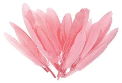 20 Entenfedern , 9-14 cm , rosa
