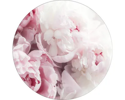 Produktbild von Glasbild Peonies II GLR014 Ø 20 cm