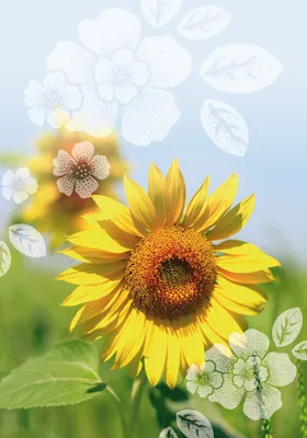 Produktbild von Ohne Text  Blanko  Sonnenblume  Unverpackt  Glückwunschkarte im Format