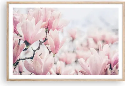 Produktbild von Gerahmtes Poster - Rahmen in heller Eiche - Magnolie Blumen Rosa - 91,5x61 cm - Wand Bild - Wanddeko - Wandbilder - Kunstposter - Wandposter - Bilderrahmen - Bilder - Kunstdruck - P2NAA91x61-4396