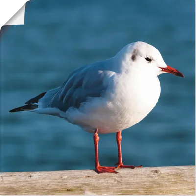 Produktbild von ARTland Poster Möwe Größe: 50x50 cm
