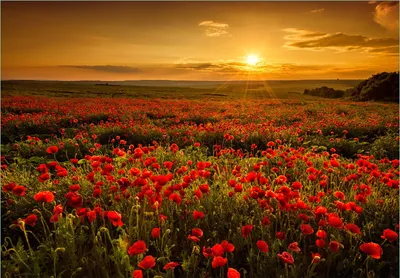 Produktbild von Wallario Fototapete Vliestapete, seidenmatte Oberfläche, einfache Verarbeitung, Größe 350 x 245 cm, Motiv Mohnblumenwiese bei Sonnenuntergang am Abend