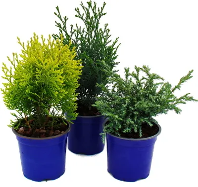 Image de Set de conifères nains avec 3 plantes - petits conifères pour massifs et balcons - en pot de 10,5cm
