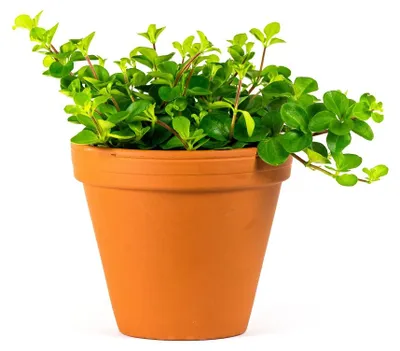 Obrázek produktu pro Gardners Peperomia rotundifolia, průměr 10,5-12 cm