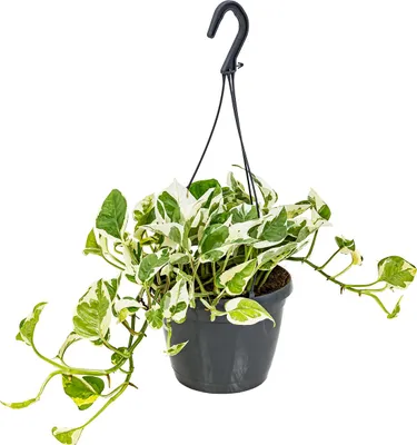 Zdjęcie produktu dla Bloomique - Scindapsus N-Joy - Bluszcz pospolity - Roślina zwisająca - Nadaje się również jako roślina pnąca - Roślina doniczkowa - Oczyszcza powietrze - Łatwa w utrzymaniu - Wysokość 20-30 cm - Doniczka 15 cm