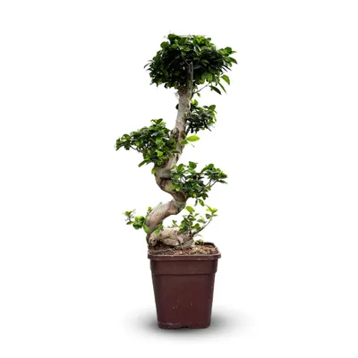 Image de Ficus ginseng - bonsai du débutant - ficus microcarpa - ↕ 80-90 cm - ⌀ 25 cm - plante d'intérieur