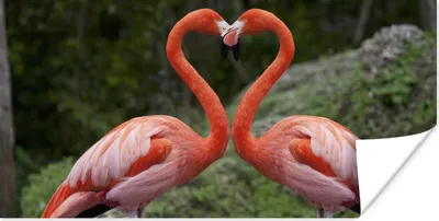 Produktbild von MuchoWow® Poster Zwei Flamingos bilden ein Herz 120x60 cm - Bild