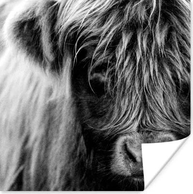 Produktbild von MuchoWow® Poster Schottischer Highlander - Porträt - Schwarz - Weiß 50x50 cm - Wohnzimmerdekoration