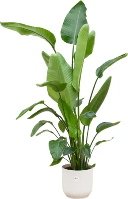 Produktbild von Trendyplants - Strelícia Nicolai vrátane elho Vibes Fold Round white - 170 cm - Ø30cm
