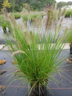 Produktbild von Niedriges Lampenputzergras Hameln - Pennisetum alopecuroides - Federborstengras