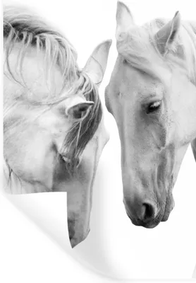 Produktbild von MuchoWow® Wandtattoo Wandsticker Wandaufkleber Pferd - Tiere - Porträt - Weiß 80x120 cm Selbstklebend und Repositionierbar - Repositionierbar - Wasser abweisend