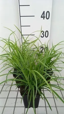 Zdjęcie produktu dla 6 x Carex sylvatica - turzyca leśna - doniczka 9 x 9 cm