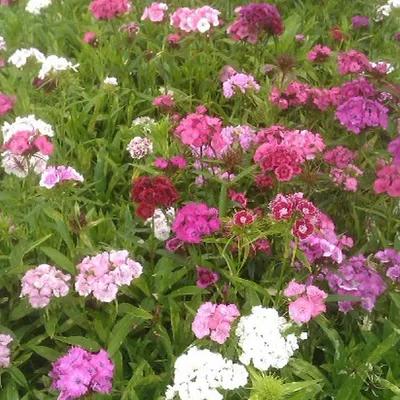 Immagine prodotto di 6 garofani lilla  - Dianthus barbatus 'Indianer Teppich'  | Vaso 9 cm x 9 cm
