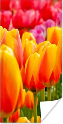 Produktbild von MuchoWow® Poster Orangene Tulpen auf dem Keukenhof in den Niederlanden 20x40 cm - Plakat - Foto