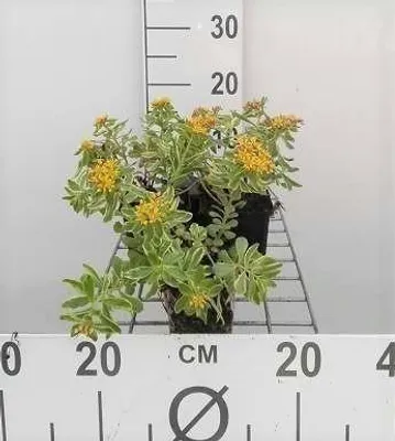 Obrázek produktu pro 6 x Sedum kamt. variegatum" - tučnolistý - květináč 9 x 9 cm