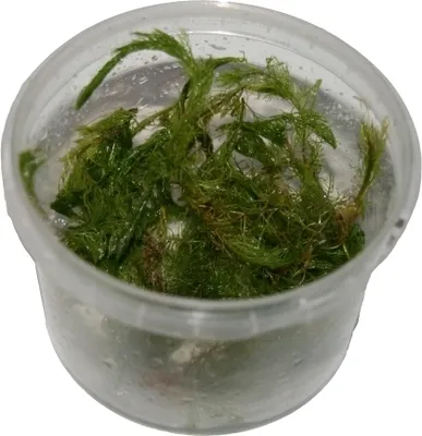 Produktbild von 1 Dose Myriophyllum mattogrossense in vitro, rotes Tausendblatt, Wasserpflanzen steril angezogen