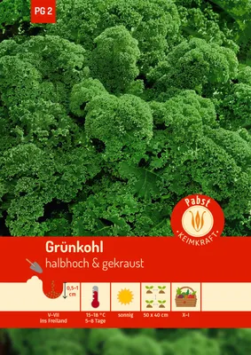 Artikelbild 1 von 'Grünkohl grüner krauser' aus der Kategorie Grünkohlsamen
