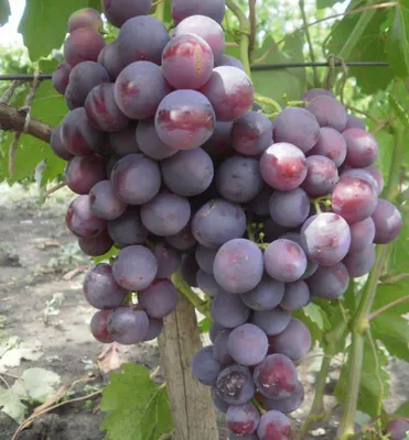 Produktbild von Tafeltraube ´ROŠFOR´ 30-40 cm, Cont. 3 l
