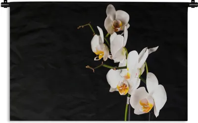 Produktbild von MuchoWow® Wandteppich Wandbehang Orchidee - Blumen - Pflanzen - Botanisch 60x40 cm Tapisserie Dekoration Wandtuch - Wanddekorationen