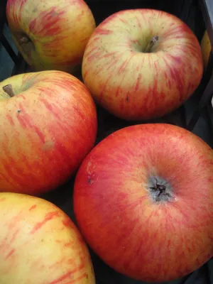 Produktbild von Malus Herzog von Cumberland - Herbstapfel - Apfelbaum