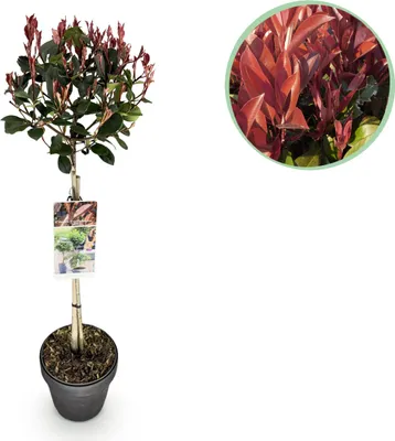 Produktbild von Photinia fraseri Rotes Rotkehlchen - Terrassenpflanze - Immergrün - Winterhart - Grün-Rotes Blatt - 80-90cm - Ø19cm - Gartenpflanze