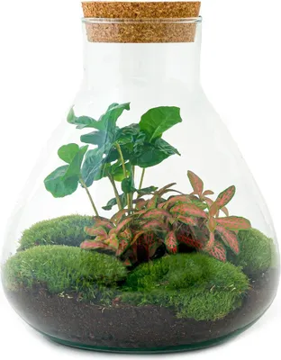 Produktbild von Flaschengarten "Sammie" - DIY-Pflanzenterrarium - 27cm - mit Kaffeepflanze