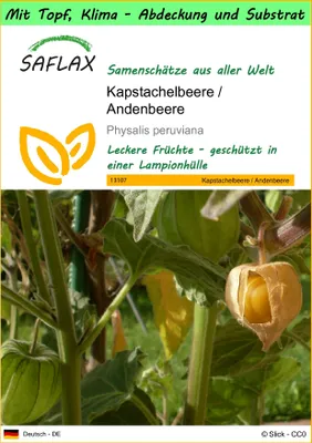 Produktbild von SAFLAX Garden to go - Kapstachelbeere / Andenbeere - Physalis peruviana - 100 Samen - Mit Topf, Klima - Deckel und Anzuchtsubstrat
