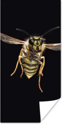 Produktbild von MuchoWow® Poster Wespe - Insekten - Porträt 20x40 cm
