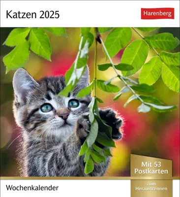 Produktbild von Katzen Postkartenkalender 2025 - Wochenkalender mit 53 Postkarten