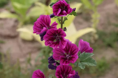 Produktbild von 500 Samen Wilde Malve Malva sylvestris Bienenweide Wildblume winterhart