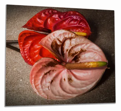 Produktbild von Wallario Herdabdeckplatte aus Glas, Größe 60 x 52 cm 1-teilig, Motiv Blüten einer Flamingoblume - Anthurie - auf schwarzem Marmor