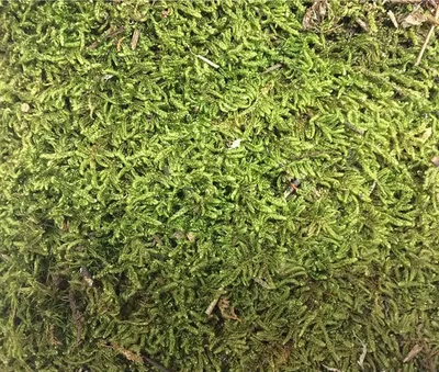 Produktbild von Plattenmoos Naturdeko - grün - 100 g - Beutel
