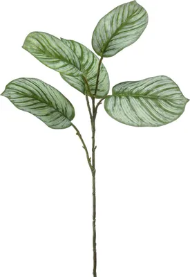 Produktbild von artplants.de Kunstzweig Calathea Orbifolia ALNIYAT, grün-weiß, 75cm - Kunststoff Zweig