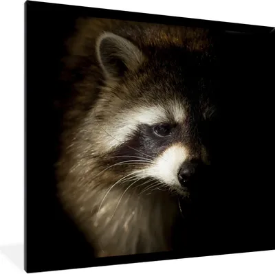 Produktbild von MuchoWow® Gerahmtes Poster Waschbär - Wilde Tiere - Schwarz 40x40 cm - Poster mit Schwarzem Bilderrahmen Wandposter Rahmen Foto Bilder - Mit Rahmen - Wanddekoration Schlafzimmer
