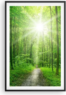 Produktbild von Gerahmtes Poster - Schwarzer Rahmen - Sonnenstrahlen Wald Sommer - 61x91,5 cm - Wand Bild - Wanddeko - Wandbilder - Wandposter - Bilderrahmen - Bilder - Kunstdruck - Wandbild - P2BPA61x91-2689