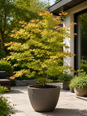 Obrázok produktu pre Acer palmatum 'Orange Dream', výška cca 30 cm – Javor japonský, odolný okrasný javor vhodný do záhrady, na terasu alebo do kvetináča, Obrázok generovaný UI