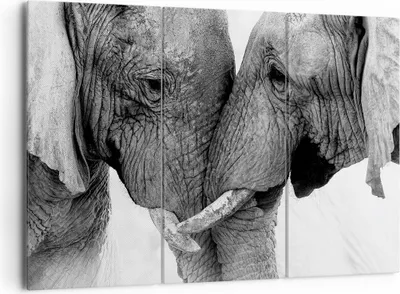 Produktbild von Bild auf Leinwand - Leinwandbild - 3 Teile - Elefanten Safari Bond - 165x110cm - Wand Bild - Wanddeko - Wandbilder - Leinwanddruck - Bilder - Wanddekoration - Leinwand bilder - CE165x110-4973
