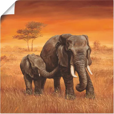 Produktbild von ARTland Poster Elefanten II Größe: 40x40 cm