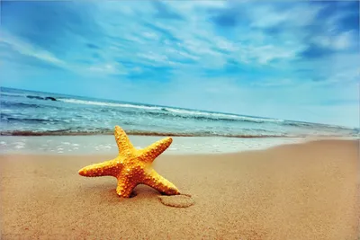 Produktbild von Wallario Premium Vliestapete Fototapete Seestern am Strand am Meer in der Größe 400 x 267 cm, extra dick, wird in 5 Teilen geliefert
