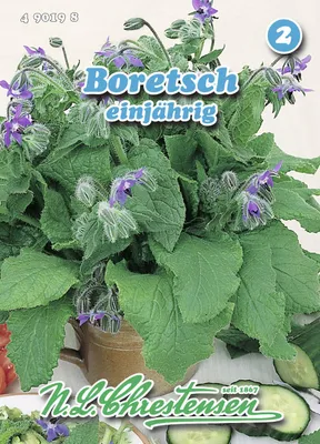 Artikelbild 1 von 'Boretsch' aus der Kategorie Borretschsamen