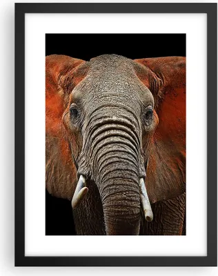 Produktbild von Gerahmtes Poster - Schwarzer Rahmen - Elefant Rot Ohren - 30x40 cm - Wand Bild - Wanddeko - Wandbilder - Kunstposter - Wandposter - Bilderrahmen - Bilder - Kunstdruck - Wandbild - P2BPA30x40-4237