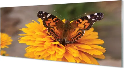 Produktbild von Glasbilder 125x50 Wandkunst Bunter Schmetterling Blume