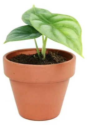 Obrázek produktu pro Gardners Alocasia Dragon Scale, průměr 6 cm