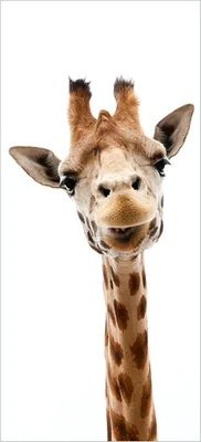 Produktbild von Türtapete Türposter Giraffenkopf - Größe: 93 x 205 cm