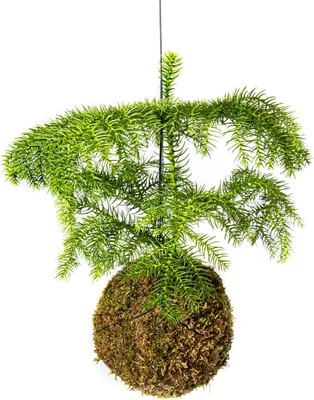Obrázek produktu pro Gardners Kokedama Araucaria heterophylla (L)