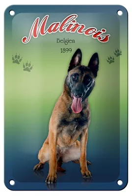 Produktbild von Blechschild Hund 12x18cm Malinois Belgien 1899