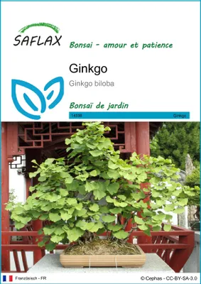 Image de SAFLAX  - Ginkgo - 4 graines - Ginkgo